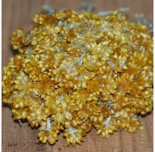 Altınbaşak Otu 1 Demet