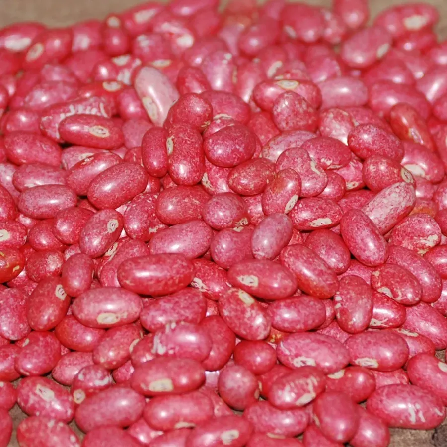 Ayşe Kadın Fasulye Tohumu 100 Gr