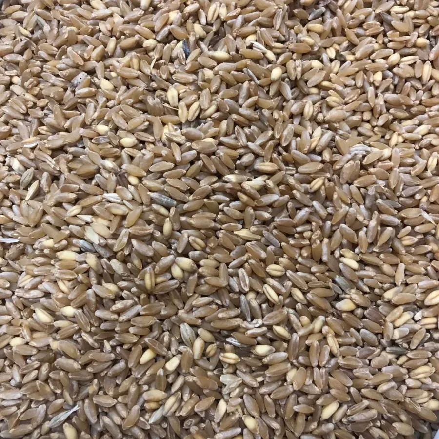 Buğday Hediklik 1 Kg