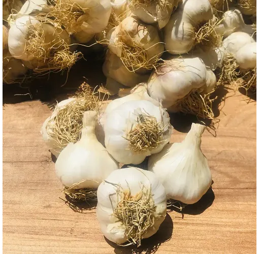 Sarımsak Hatay - Altınözü 1 Kg Susuz
