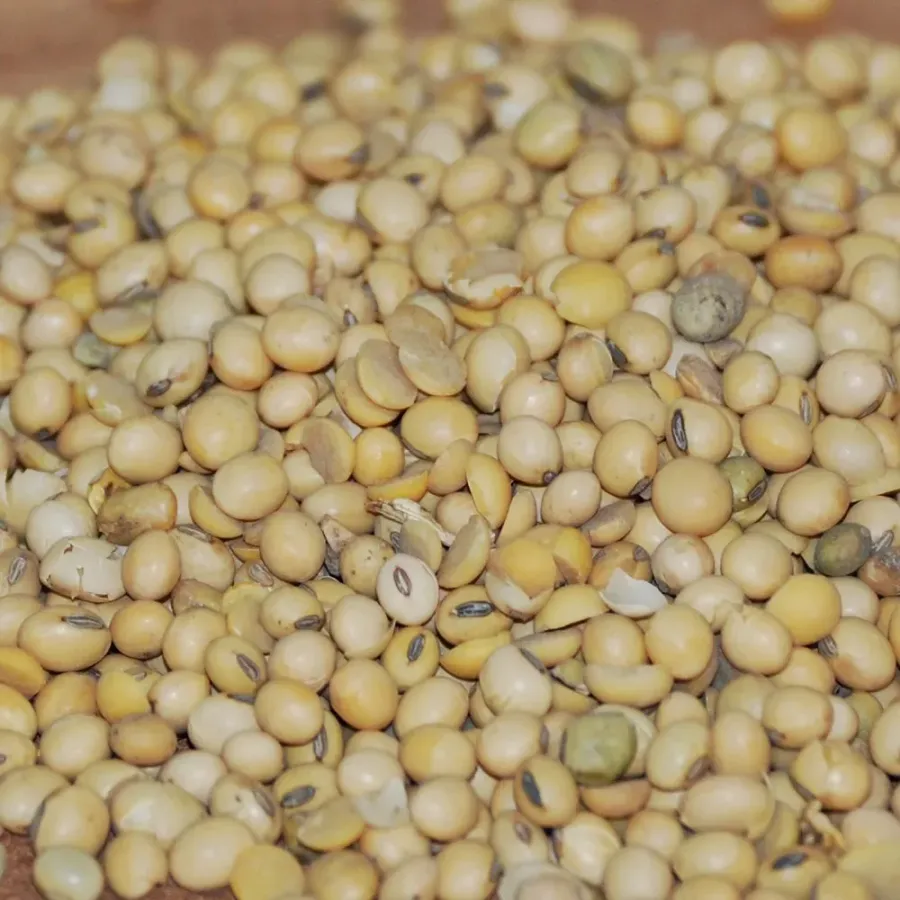 Soya Fasulyesi 1 Kg