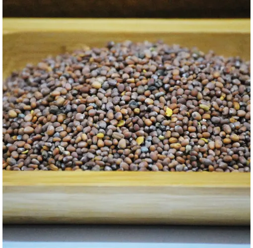 Turp Tohumu ( Yerli ) 100 Gr