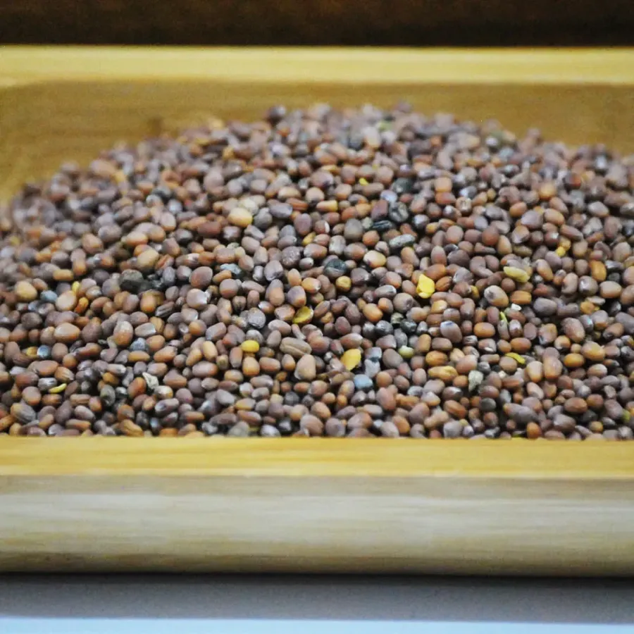 Turp Tohumu ( Yerli ) 100 Gr