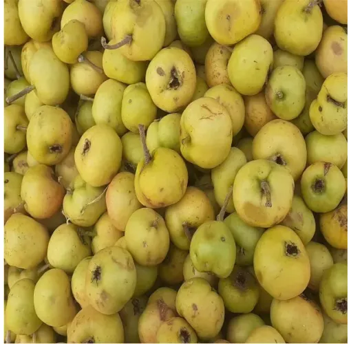 Alıç Meyvesi Yaş 1 Kg